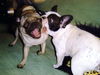 Französische Bulldogge Foto: Ich will Dir fressen!!! (ID 30825) Französische Bulldogge Hund