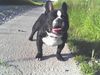 Französische Bulldogge Hund