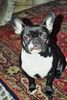 Französische Bulldogge Foto: Emmeli aus Köln (ID 43969) Französische Bulldogge Hund