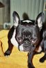 Französische Bulldogge Foto: hab mich lieb (ID 43971) Französische Bulldogge Hund
