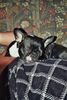 Französische Bulldogge Foto: hab mich lieb (ID 43972) Französische Bulldogge Hund