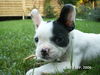 Französische Bulldogge Foto: Cosima (ID 38802) Französische Bulldogge Hund