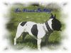 Französische Bulldogge Hund