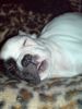 Französische Bulldogge Foto: Kung Fu ist K.O. (ID 35786) Französische Bulldogge Hund