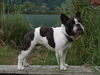 Französische Bulldogge Foto: Fortunato am See (ID 44992) Französische Bulldogge Hund