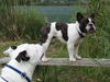 Französische Bulldogge Foto: Unser Deckrüde Fortunato mit seiner Freundin Bonita (ID 44993) Französische Bulldogge Hund