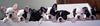 Französische Bulldogge Foto: Mira´s Geschwister (ID 30823) Französische Bulldogge Hund