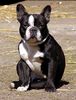 Französische Bulldogge Hund