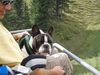 Französische Bulldogge Foto: Fortunato mit Herrchen auf einer Bergtour (ID 44994) Französische Bulldogge Hund