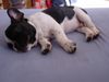 Französische Bulldogge Hund