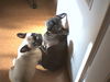 Französische Bulldogge Foto: Alle meine Hunde (ID 25515) Französische Bulldogge Hund