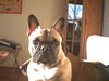 Französische Bulldogge Foto: Alle meine Hunde (ID 25516) Französische Bulldogge Hund