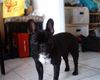Französische Bulldogge Hund