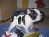 Französische Bulldogge Hund