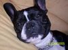 Französische Bulldogge Foto: Was stelle ich als nächstes an? (ID 21970) Französische Bulldogge Hund