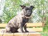 Französische Bulldogge Foto: Mein Bullmopsmädchen Churley (ID 44145) Französische Bulldogge Hund