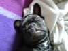 Französische Bulldogge Hund