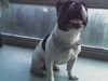 Französische Bulldogge Foto: Ira Frenchbulldog (ID 33567) Französische Bulldogge Hund