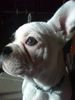 Französische Bulldogge Foto: Kung Fu 14 Wochen alt (ID 36516) Französische Bulldogge Hund