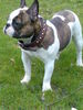 Französische Bulldogge Foto: Deckrüde bobi-baxter-vom-alsterufer (ID 41579) Französische Bulldogge Hund