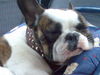 Französische Bulldogge Foto: Mein kinder sitz (ID 41580) Französische Bulldogge Hund