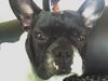 Französische Bulldogge Foto: bin müde! (ID 31004) Französische Bulldogge Hund