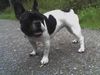 Französische Bulldogge Foto: Ira Frenchbulldog (ID 33568) Französische Bulldogge Hund