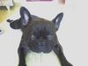 Französische Bulldogge Foto: darf ich vorstellen: (ID 42566) Französische Bulldogge Hund