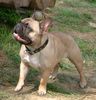 Französische Bulldogge Foto: Helena (ID 32485) Französische Bulldogge Hund