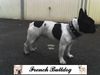 Französische Bulldogge Hund
