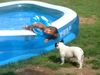 Französische Bulldogge Hund