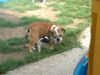 Französische Bulldogge Hund