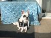 Französische Bulldogge Hund