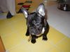 Französische Bulldogge Hund