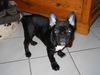 Französische Bulldogge Hund