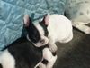 Französische Bulldogge Hund