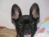 Französische Bulldogge Foto: Sie ist soooooo sweet ;o) (ID 44405) Französische Bulldogge Hund