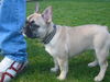 Französische Bulldogge Foto: Brösel 18 Wochen (ID 37062) Französische Bulldogge Hund