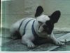 Französische Bulldogge Foto: gr-power (ID 32016) Französische Bulldogge Hund