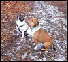 Französische Bulldogge Foto: Ups wann kommt das Leckerli (ID 29808) Französische Bulldogge Hund