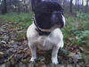 Französische Bulldogge Foto: power pur (ID 35809) Französische Bulldogge Hund