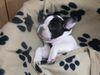Französische Bulldogge Foto: Müde bin ich ,deck mich zu....... (ID 21311) Französische Bulldogge Hund