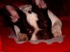 Französische Bulldogge Hund