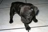 Französische Bulldogge Hund