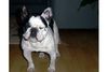 Französische Bulldogge Foto: Kapsel (ID 30387) Französische Bulldogge Hund