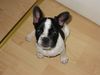 Französische Bulldogge Hund