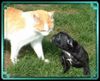 Französische Bulldogge Foto: frenchbulldog puppie+cat (ID 45518) Französische Bulldogge Hund