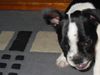 Französische Bulldogge Hund