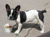 Französische Bulldogge Hund