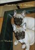 Französische Bulldogge Hund